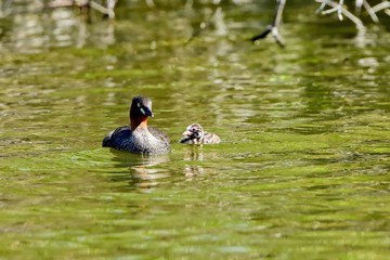 のんびりとくつろぐカイツブリの親子