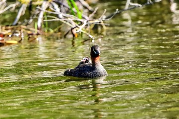 母親の背中に乗ってくつろぐカイツブリのヒナ