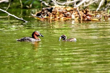 父親から大きな魚をもらったカイツブリのヒナ