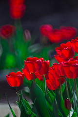 red tulips in the garden