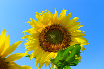 Sunflower natural background. Sunflower blooming. Close-up of sunflower.