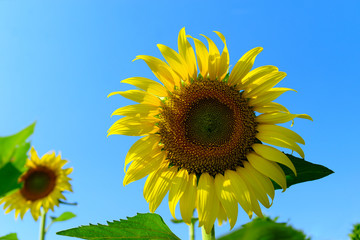 Sunflower natural background. Sunflower blooming. Close-up of sunflower.