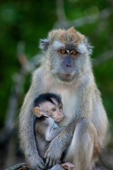Naklejka na ściany i meble Long Tailed Macaque Mother and Infant in Langkawi Mangroves, Malaysia