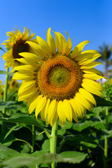 Sunflower natural background. Sunflower blooming. Close-up of sunflower.