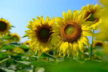 Sunflower natural background. Sunflower blooming. Close-up of sunflower.