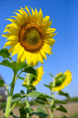 Sunflower natural background. Sunflower blooming. Close-up of sunflower.