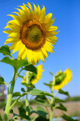 Sunflower natural background. Sunflower blooming. Close-up of sunflower.