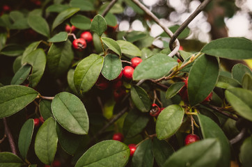 Leaves and berries