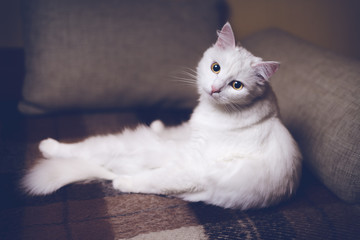 Adorable white cat with yellow eyes, lies on a sofa and looks at the camera. Brown background, front view