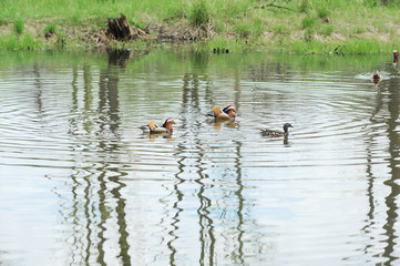 Mandarin ducks aix galericulata in the natural environment swim in a pond with greenery and leave...