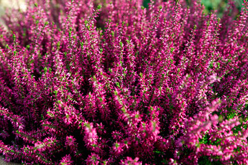 Beautiful lilac and red heather blossoms closeup. Autumn flowers heather background.