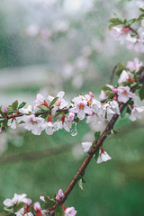 heavy summer rain falls on the branches of blooming cherry. Wet pink and white sakura tree flowers in drops of clear water