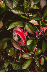 red and green leaves