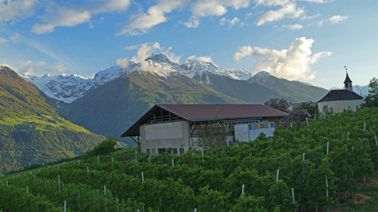 Apple orchard facility in high mountains Alps, Venosta Valley, Italy