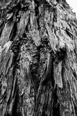 tree bark background