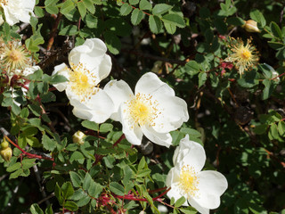 Blüten mit weißen Blütenblättern der Bibernell-Rose auf kurzen rotbraunen dornigen Zweigen auf und kleine dunkelgrüne Zahnblätter