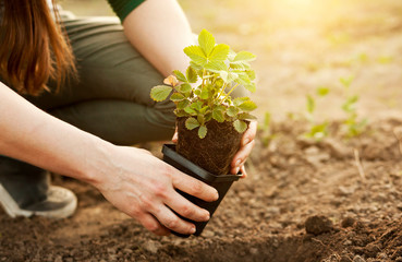 The young woman is transplanting the strawberry from the pot into the soil