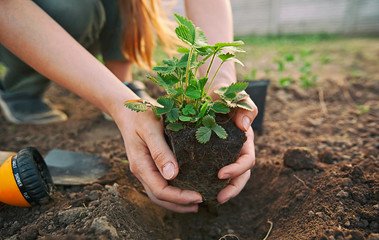 The young woman is transplanting the strawberry from the pot into the soil
