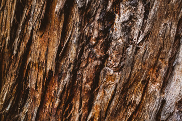 bark of a tree