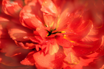 Fototapeta premium Closeup of a Sun Backlit Colorful Tulip.red fluffy tulip macro.