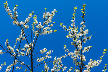 A branch of blooming cherry on a background of bright blue sky