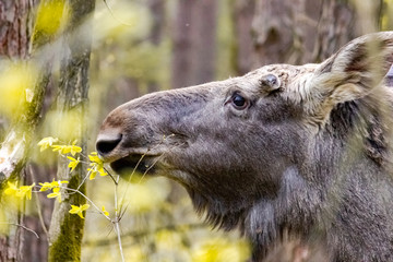 Close-up photo of a moose in the wild. Animal in the forest.