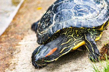 Trachemys scripta. Trachemys tortoise close-up.