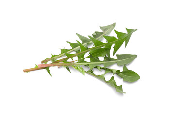 Fresh dandelion leaves on white background