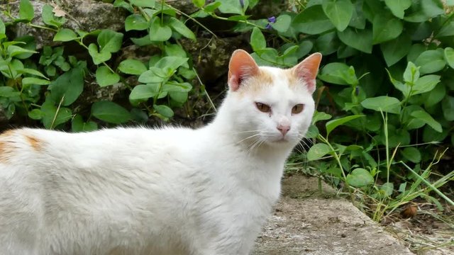 Closeup on white cat