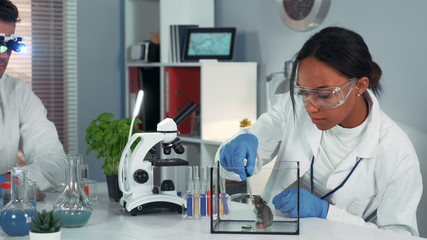 Experiment with lab mouse: mixed race female scientist using pipette to drop liquid to the container. Her colleague looking at organic material in magnifying glasses.