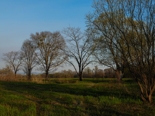 Obraz premium trees and bushes in the field