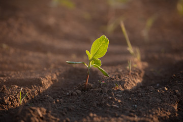 Small seedlings grow in the newly cultivated soil