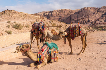 Camels in Petra ruin and ancient city of Nabatean empire, Jordan, Arab