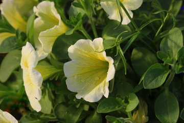 Beautiful bouquet with white petunias and other flowers decorating house in pot
