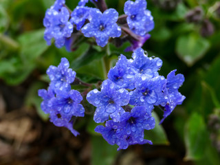 blue flowers in raindrops close up