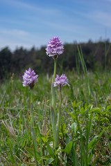 Neotinea tridentata, the three-toothed orchid, Strabisov-Oulehla Nature Reserve, Czech Republic
