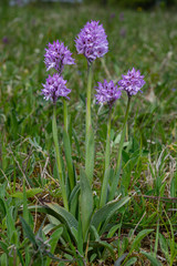 Neotinea tridentata, the three-toothed orchid, Strabisov-Oulehla Nature Reserve, Czech Republic