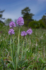 Neotinea tridentata, the three-toothed orchid, Strabisov-Oulehla Nature Reserve, Czech Republic