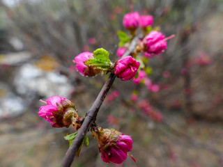 the cherry blossoms are in drops of rain close-up