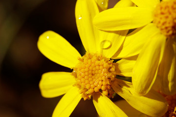 Little yellow flowers in the field.Ragwort, senecio, jacobeae.