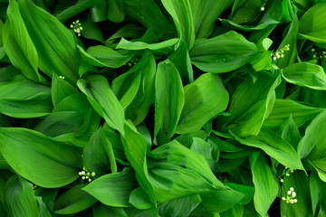 Leaves of lily of the valley with drops of water after rain, closeup top view
