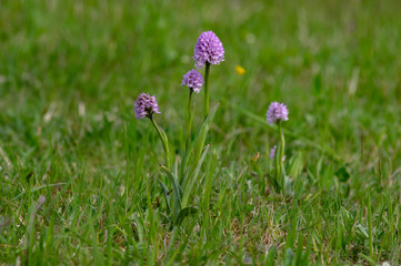 Neotinea tridentata, the three-toothed orchid, Strabisov-Oulehla Nature Reserve, Czech Republic