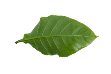 Obraz premium coffee leaves Isolated