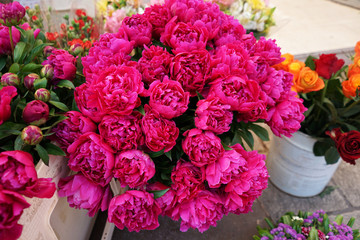 Close up Pink Cabbage rose in flower jar
