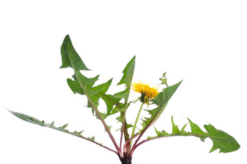Obraz premium Fresh dandelion plant on white background
