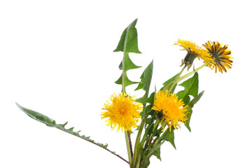 Fresh dandelion plant on white background