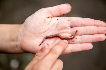 handful of red worms in hand