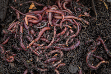 red earthworms in the ground and compost