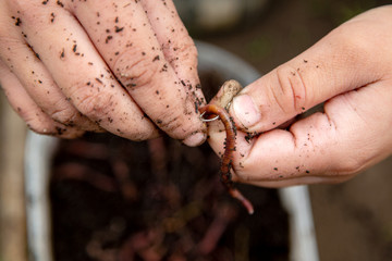 handful of red worms in hand