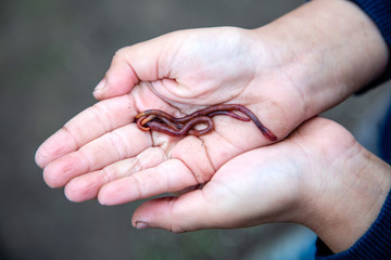 handful of red worms in hand